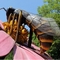 Форма модели пчелы тематического парка Аниматроник подгоняла 50В - 800В