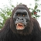 Цвет на открытом воздухе реалистической аниматронной модели гориллы животных естественный