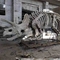 На открытом воздухе/крытая реплика черепа динозавра в натуральную величину, реплики ископаемого динозавра