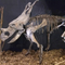 Реплика скелета динозавра погоды упорная/реплики кости динозавра