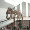 Внутренний возраст молодости реплики скелета динозавра 12 месяцев гарантии
